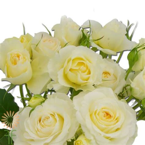Clair De Lune Garden Spray Roses L Wholesale Flowers And Diy Wedding