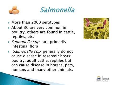 PPT - Enteric Zoonoses On Farm strategies for prevention ...