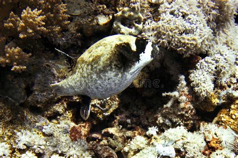 Puffer Fish Coral Reef Stock Photo Image Of Cameraman 128057648