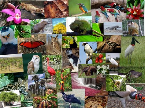 Instituto la villa 7B: LA BIODIVERSIDAD EN COLOMBIA