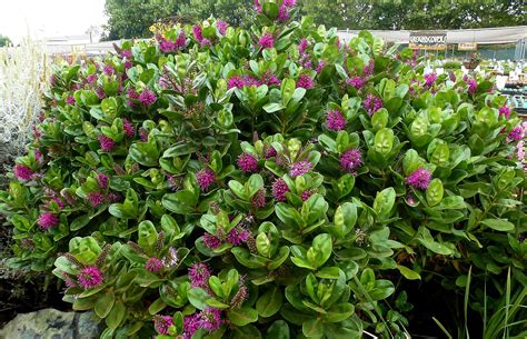 Small Evergreen Shrubs For Sun