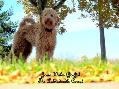 Visit us now to find the right goldendoodle for you. Milwaukee, WI Labradoodle puppies, breeder of small ...