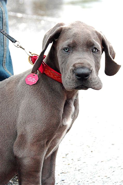 Make sure you have plenty of room for this pup though once it was retired from hunting, the great dane became used as companions and guard dogs for estates. geat dane | Boston Black Great Dane puppies for sale ...