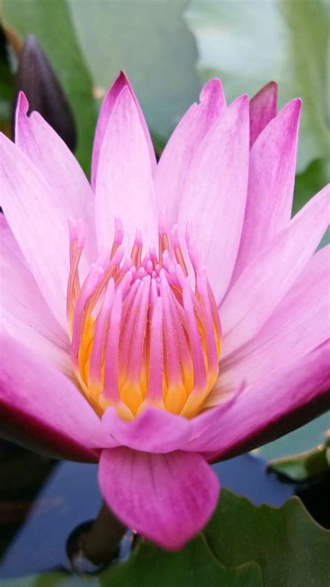 Water Lily Pink Flower Close Up 720x1280 Wallpaper Flowers Flower