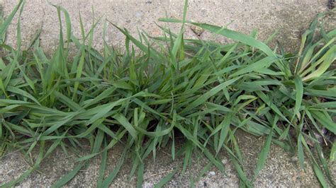 Know The Difference Crabgrass Quackgrass And Tall Fescue