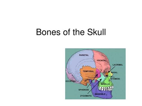 Ppt Bones Of The Skull Powerpoint Presentation Free Download Id3736941