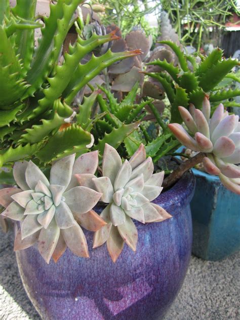 The cactus flower is one of those interesting blooms that symbolizes two opposite meanings in one package. succulants/purple pot | Jardines, Suculentas, Espacios al ...