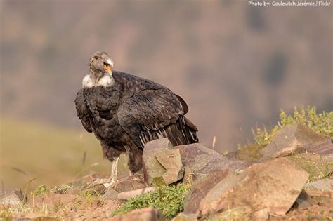 Interesting Facts About Andean Condors Just Fun Facts