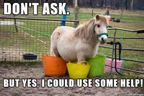 Do You Have A Horse That Likes To Get Into Trouble Horsehumor Funny
