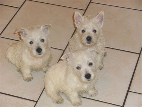 Westiepoo puppies for sale in pa breed info for purebred characteristics see: CUTE WESTIE PUPPIES FOR SALE | Bolton, Greater Manchester ...