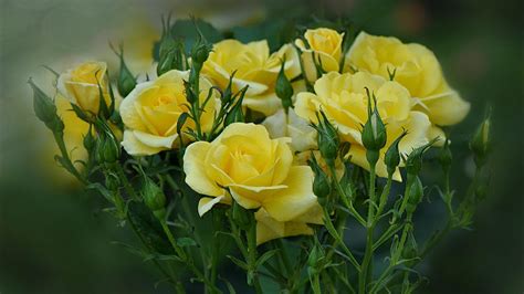 Yellow Roses Are Blooming In The Garden Wallpapers And Images