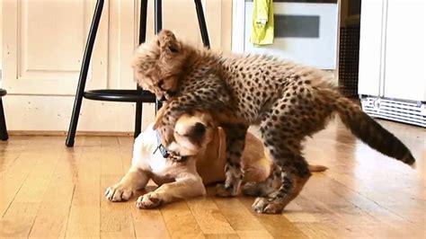 Cheetah Cub Puppy Become Best Friends At Virginia Zoo Abc7 Los Angeles