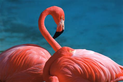 46 Flamingo Desktop Wallpapers Wallpapersafari