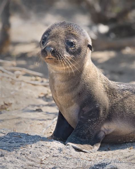 Adorable Galapagos Sea Lion Baby Shetzers Photography