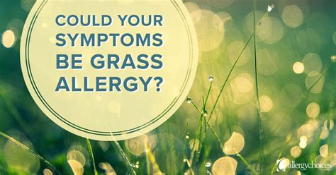 Grass Allergies Allergychoices