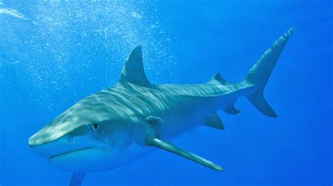 Seychelles Shark Attack Kills Groom