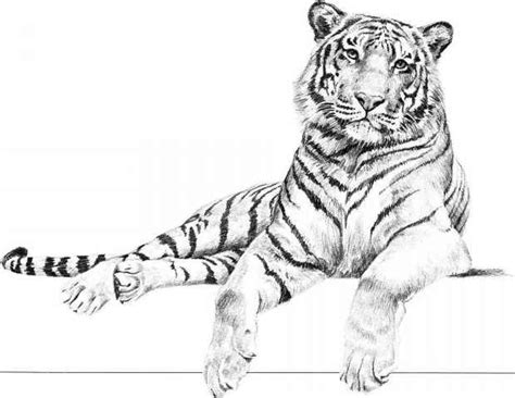 Tiger Pencil Drawing By Atomiccircus On Deviantart