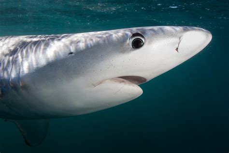 Great White Shark Eye Anatomy