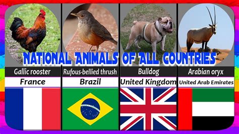 National Animals Of All Countries National Animal Of Countries Youtube