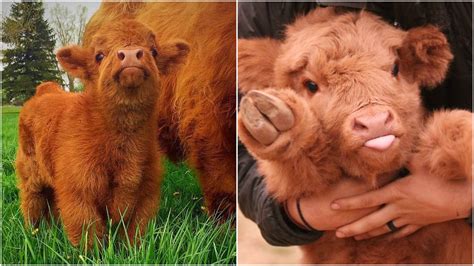 21 Highland Cattle Calf Photos To Bring A Smile To Your Day