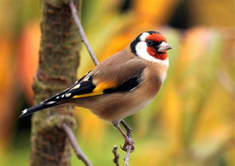 Download European Goldfinch Branch Colorful Bird Animal Goldfinch Hd