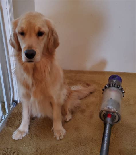 Cleaning With A Golden Golden Retriever Dog Forums