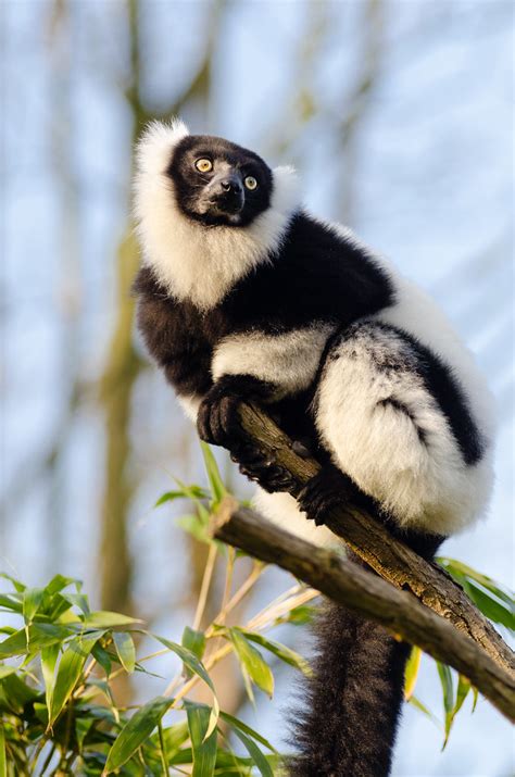 Black And White Ruffed Lemur Mathias Appel Flickr