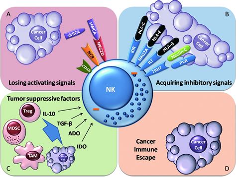 Tumor Immunotherapy New Aspects Of Natural Killer Cells Chinese