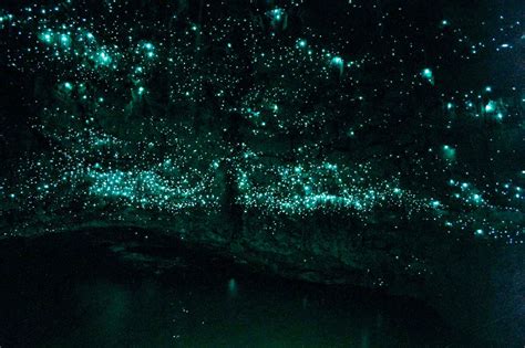 Photography Natural Wonders Glow Worms In Waitomo New Zealand Caves
