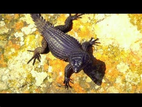 Vast jungles, endless deserts, bustling cities, wild grasslands 🌾 — it's no wonder that it has the most diverse populations on earth. South African Lizards At Cape Point - YouTube