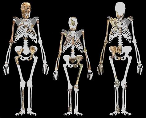 Fileaustralopithecus Sediba And Lucy Wikimedia Commons