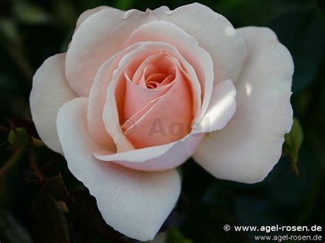 Buy Queens Palace ® Floribunda Rose Agel Rosen