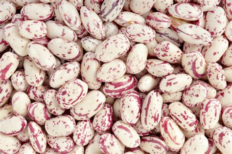 Dry Edible Beans — Northern Crops Institute