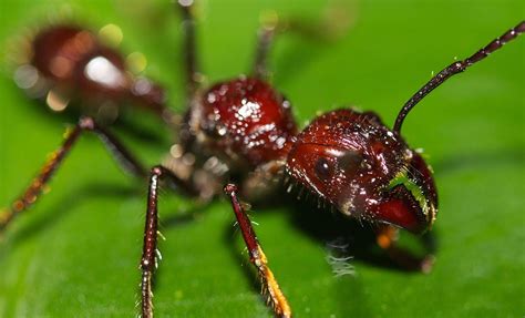 Bullet Ant The Animal Facts Appearance Diet Habitat Behavior