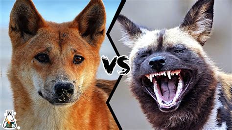 Dingo Vs African Wild Dog Who Would Win This Battle Youtube