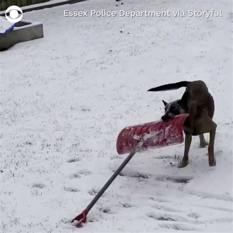 Cbs News On Twitter This Police K9 Named Nova Grabbed A Snow Shovel