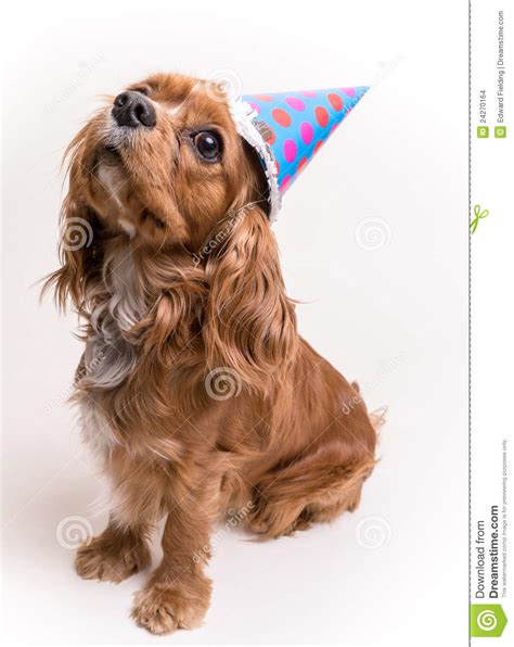 happy birthday puppy stock photo image   bucket