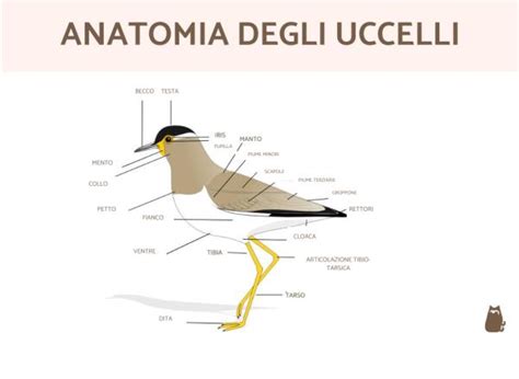 Anatomia Degli Uccelli