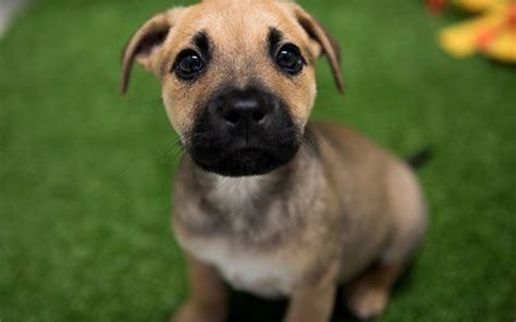 Search by rates, reviews, experience, and more! Free Dogs For Adoption Near Me - The W Guide