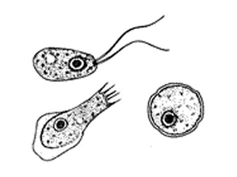 Free Plankton Cliparts Download Free Clip Art Free Clip