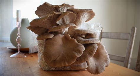 Black Pearl Oyster Mushroom Grow Kit Marches Mushrooms
