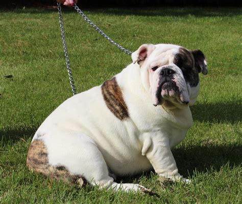 Adult English Bulldog Sires And Dams Huskerland Bulldogs Best Prices