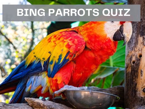 Bing Parrots Quiz Test Your Knowledge On Bing Quiz