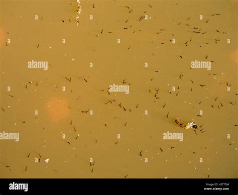 Mosquito Larvae In A Stagnant Water Pool Larvae Of Mosquitoes Swim