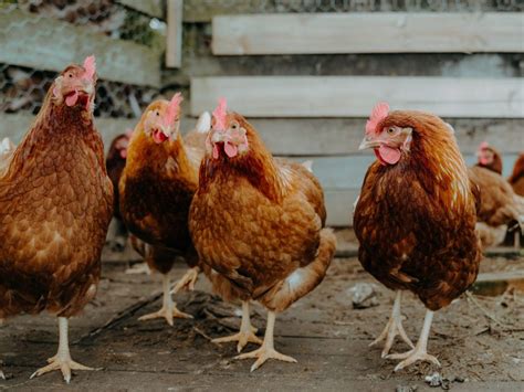 1 Person Dead And Hundreds Sickened After Touching Chickens That Spread