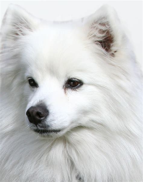 American Eskimo Dog Dog Breed Information Noahs Dogs