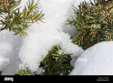 Detail Of Melting Snow On A Coniferous Tree Green Leaves Stock Photo