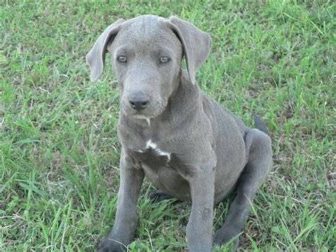Blue Lacy Info Temperament Puppies Pictures