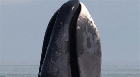 Bowhead Whale Spotted Off Vlissingen Coast First Ever Spotted In