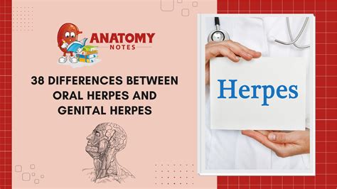 Genital Herpes Symptoms Archives Anatomy Notes